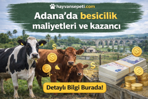 Adanada besicilik maliyetleri ve kazancı