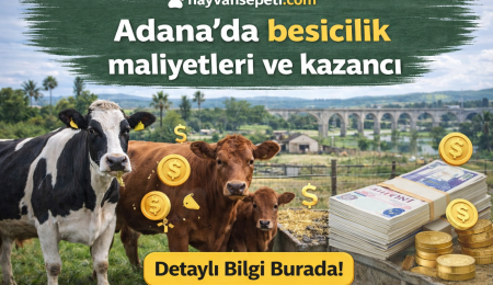 Adanada besicilik maliyetleri ve kazancı