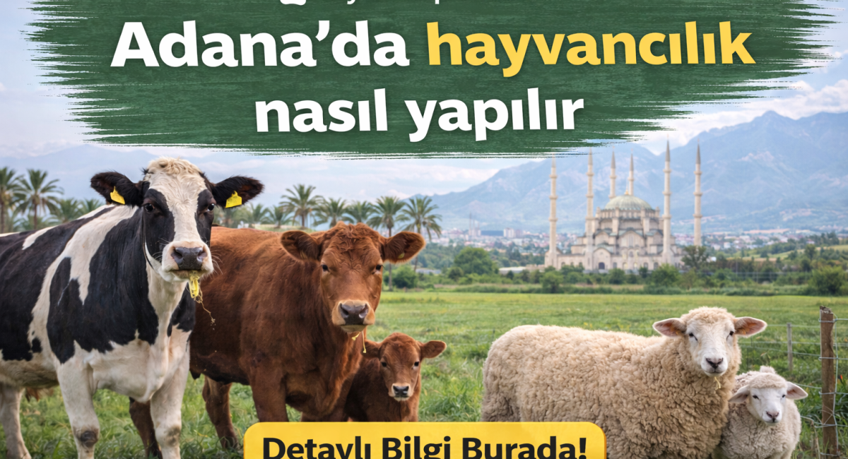 Adanada hayvancılık nasıl yapılır