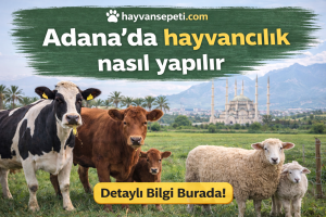 Adanada hayvancılık nasıl yapılır