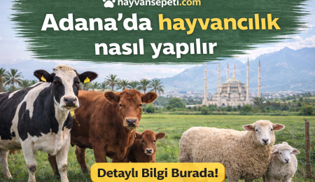 Adanada hayvancılık nasıl yapılır