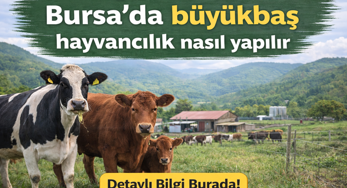 Bursada büyükbaş hayvancılık nasıl yapılır