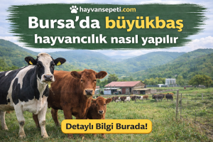 Bursada büyükbaş hayvancılık nasıl yapılır