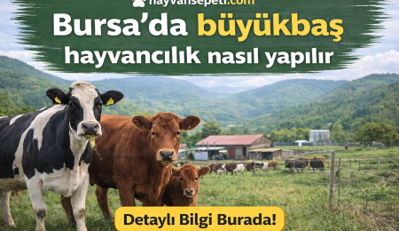 Bursada büyükbaş hayvancılık nasıl yapılır