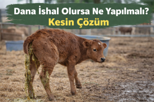 Dana İshal Olursa Ne Yapılmalı Kesin Çözüm