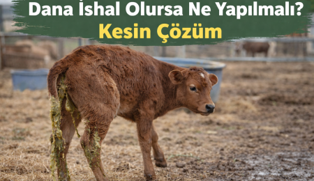 Dana İshal Olursa Ne Yapılmalı Kesin Çözüm