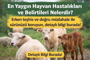 En yaygın hayvan hastalıkları ve belirtileri