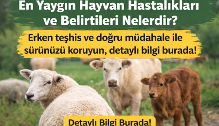 En yaygın hayvan hastalıkları ve belirtileri