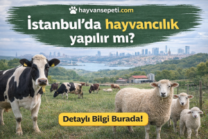 İstanbulda hayvancılık yapılır mı