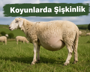 Koyunlarda Şişkinlik