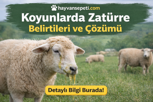 Koyunlarda Zatürre Belirtileri ve Çözümü