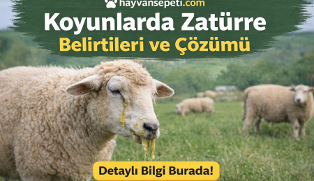 Koyunlarda Zatürre Belirtileri ve Çözümü