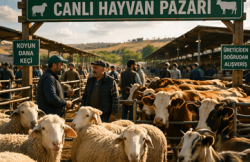 Canlı hayvan pazarı